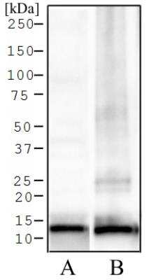 Western Blot: Histone H4 [ac Lys12] Antibody [NB21-2064] - Analysis of NIH 3T3 histone prep lysate (A), and HeLa histone prep lysate (B) using Histone H4 [ac Lys12] antibody at 1 ug/ml.